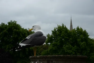 DSC_2548 (Large).JPG